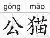 公猫的拼音