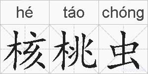 核桃虫的拼音