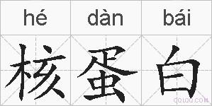 核蛋白的拼音