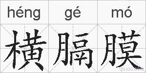横膈膜的拼音