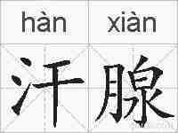 汗腺的拼音