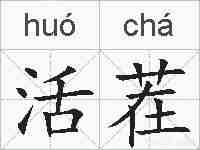 活茬的拼音