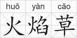 火焰草的拼音
