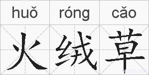 火绒草的拼音