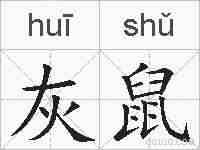 灰鼠的拼音