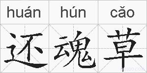 还魂草的拼音