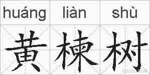 黄楝树的拼音
