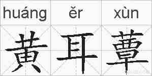 黄耳蕈的拼音