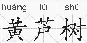 黄芦树的拼音