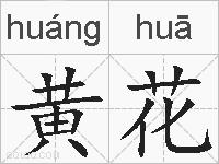 黄花的拼音