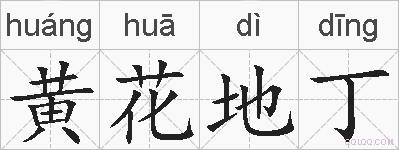 黄花地丁的拼音
