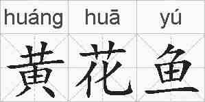 黄花鱼的拼音