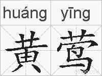 黄莺的拼音