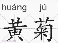 黄菊的拼音