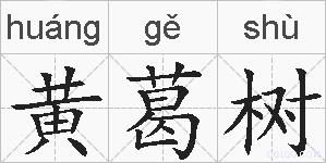 黄葛树的拼音