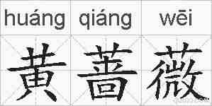 黄蔷薇的拼音