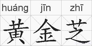 黄金芝的拼音