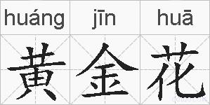 黄金花的拼音