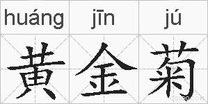 黄金菊的拼音