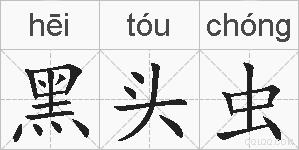 黑头虫的拼音