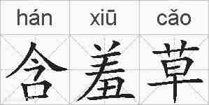 含羞草的拼音