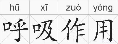 呼吸作用的拼音