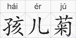 孩儿菊的拼音