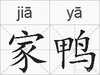 家鸭的拼音