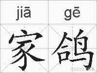 家鸽的拼音