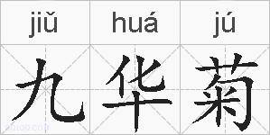 九华菊的拼音