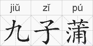 九子蒲的拼音