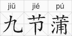 九节蒲的拼音