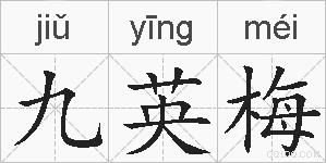 九英梅的拼音