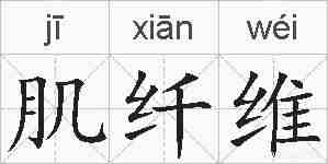 肌纤维的拼音