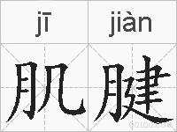 肌腱的拼音