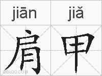 肩甲的拼音