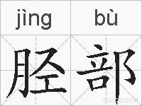 胫部的拼音