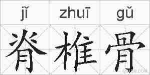 脊椎骨的拼音