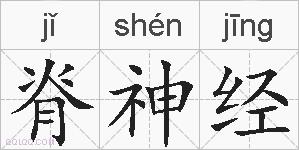 脊神经的拼音