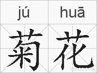 菊花的拼音