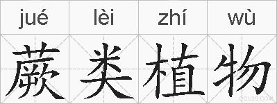 蕨类植物的拼音