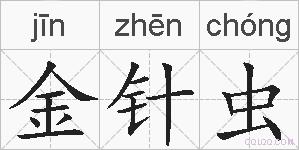 金针虫的拼音