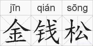 金钱松的拼音