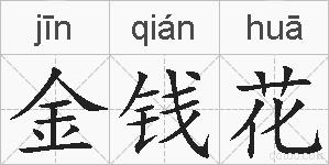 金钱花的拼音
