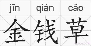 金钱草的拼音