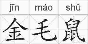 金毛鼠的拼音