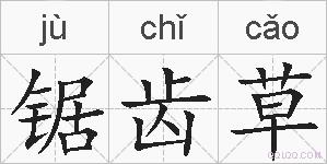 锯齿草的拼音