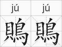 鵙鵙的拼音