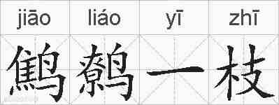 鹪鹩一枝的拼音