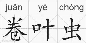 卷叶虫的拼音